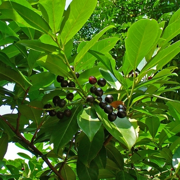 Prunus laurocerasus 'Majestic Jade' 