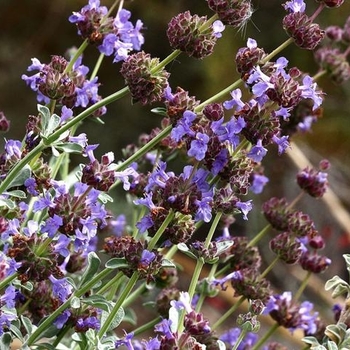 Salvia 'Trident' 