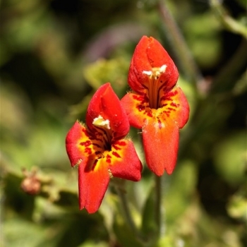 Mimulus cardinalis