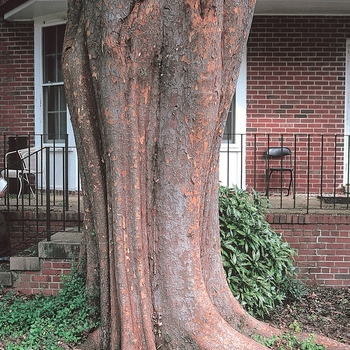 Ulmus parvifolia 'Emer II or Emerald Vase' 