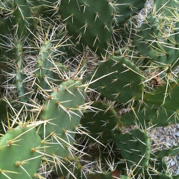 Opuntia amophilla