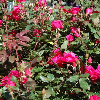 Rosa Knock Out® 'Pink Double' PP#18507, CPBR 3757