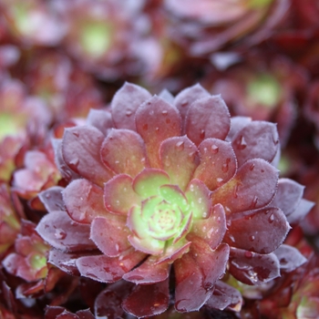 Aeonium arborescens 'Tip Top' 