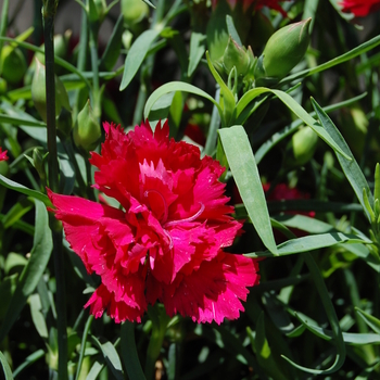 Dianthus caryophyllus 'Garden Spice® Red' 