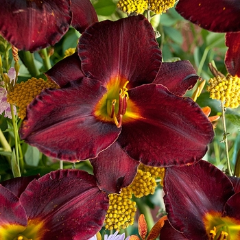 Hemerocallis 'Raspberry Suede' 