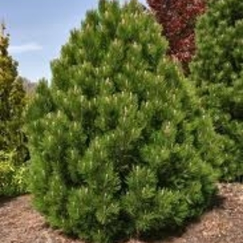Pinus heldreichii (leucodermis) 'Mint Truffle' 