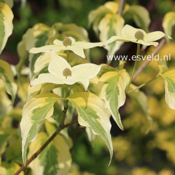 Cornus kousa 'Tri-Splendor' PP20008