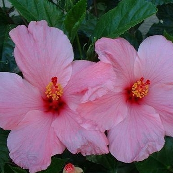Hibiscus rosa-sinensis 'Amour' 