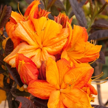 Rhododendron Exbury hybrid 'Klondyke' 