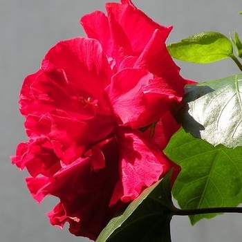 Hibiscus rosa-sinensis 'Mongon' 