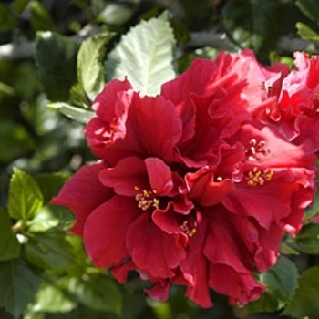 Hibiscus rosa-sinensis 'Flamenco Flame™' 
