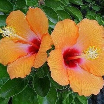 Hibiscus rosa-sinensis 'Cherie' 