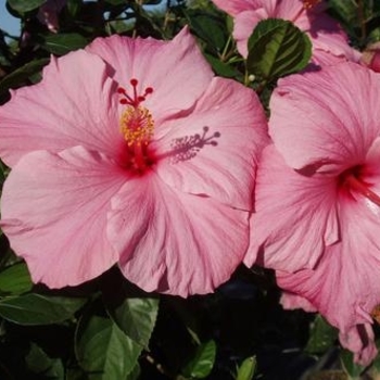 Hibiscus rosa-sinensis 'Seminole Pink' 