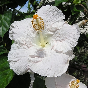 Hibiscus rosa-sinensis 'Bridal Veil®' 