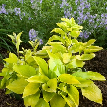 Hosta 'Hottsy Tottsy' 