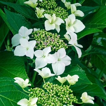 Hydrangea macrophylla 'HYMMADIII' PP18341