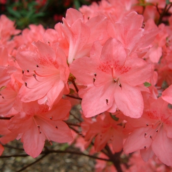 Rhododendron Karume hybrid 'Blaauw's Pink' 