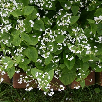 Brunnera macrophylla 'Betty Bowring' 