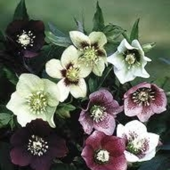 Helleborus 'Ashwood Garden Hybrids' 