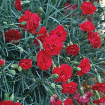 Dianthus 'Series' 