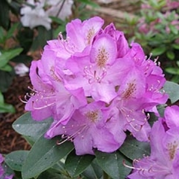 Rhododendron 'Minnetonka' 