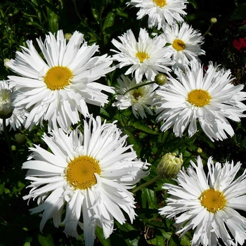 Leucanthemum x superbum 'Marconi Giant' 