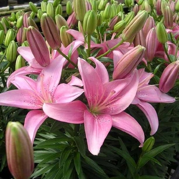 Lilium 'Mount Duckling' PP16246