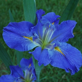 Iris 'Sinfonietta' 