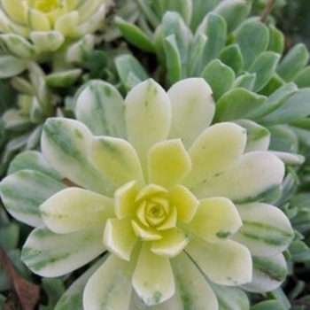 Aeonium nanum 'Variegatum' 