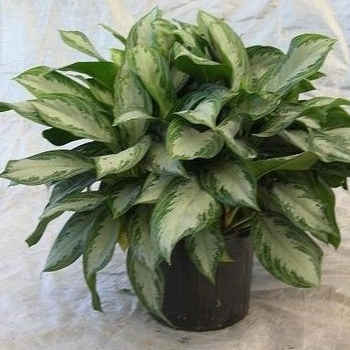 Aglaonema 'B. J. Freeman' 