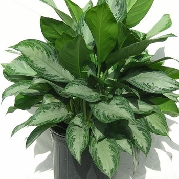 Aglaonema 'Silver Bay' 