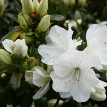 Rhododendron 'H. H. Hume' 