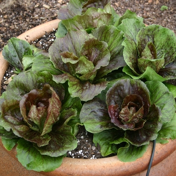 Cichorium intybus 'Indigo' 