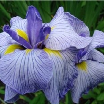 Iris ensata 'Flying Tiger' 