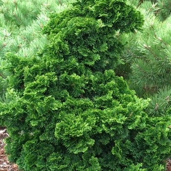 Chamaecyparis obtusa 'Dainty Doll' 