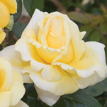 Rosa 'Meifacul' PP18918