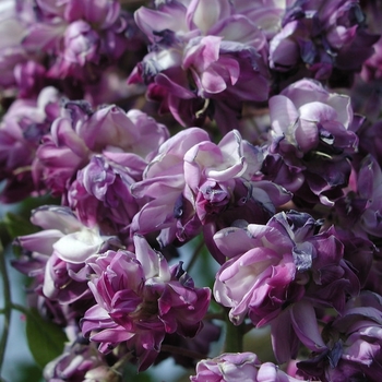 Wisteria floribunda 'Black Dragon' 