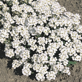 Arabis alp. caucasica 'Snowfix' 