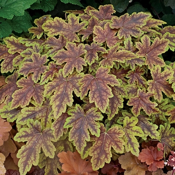 Heucherella 'Thunderbird' 