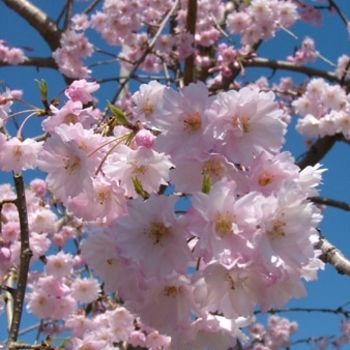 Prunus 'Wepinzam' 