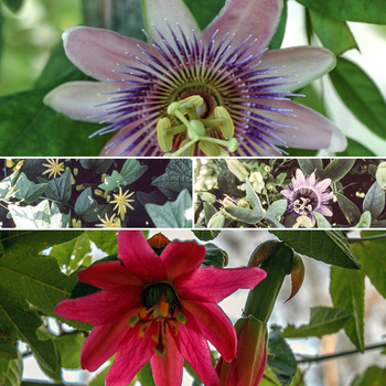Passiflora serratifolia 'Multiple Varieties' 
