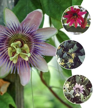 Passiflora serratifolia 'Multiple Varieties'