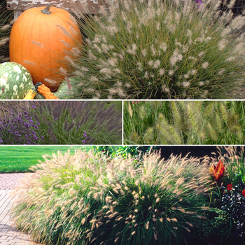 Pennisetum 'Multiple Varieties' 