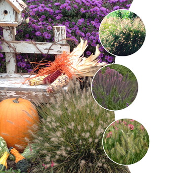 Pennisetum 'Multiple Varieties'