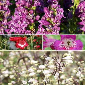 Penstemon 'Multiple Varieties' 