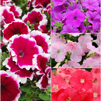 Petunia 'Multiple Varieties' 