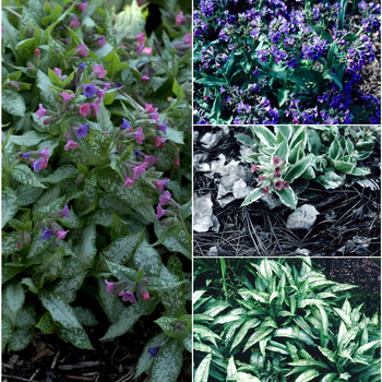 Pulmonaria saccharata 'Multiple Varieties' 