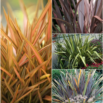 Phormium tenax 'Multiple Varieties' 