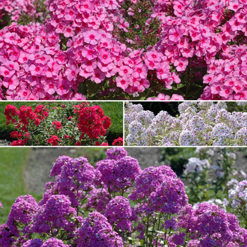 Phlox paniculata