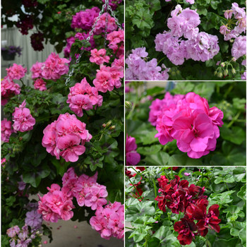 Pelargonium peltatum 'Multiple Varieties' 